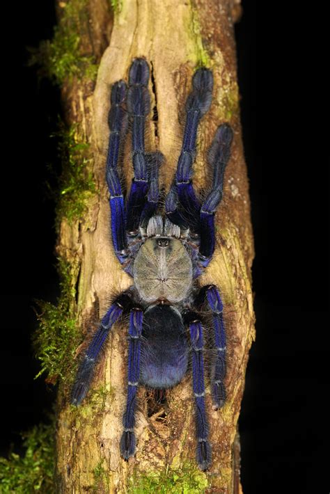 female omothymus spider|Blaue Malaysia